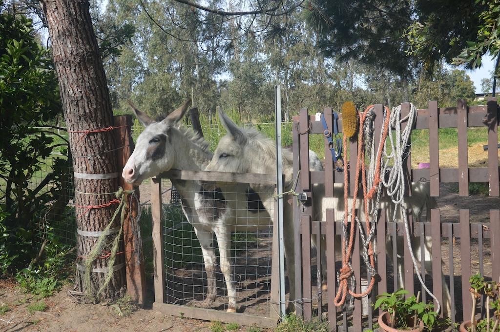 B&B Fra E Fe Arborea Luaran gambar